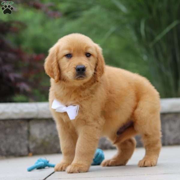 Mateo, Golden Retriever Puppy